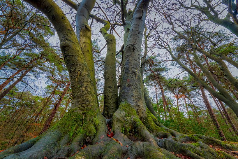 Tentakel-Baum von Robbert Ladan