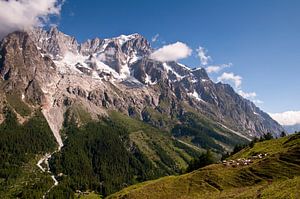 Mountain cows in the Italian Alps van Damien Franscoise