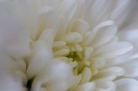 Witte sensatie