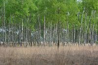Birchwood