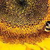 Bee - Hommel op zonnebloem van Stijn Cleynhens