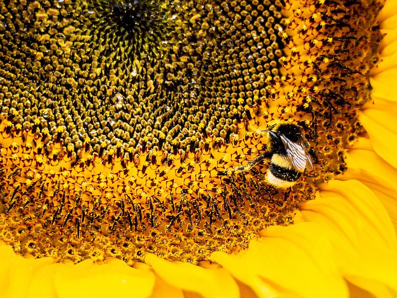 Hummel auf Sonnenblume von Stijn Cleynhens