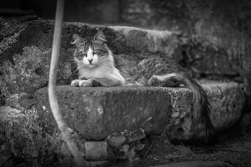 poes / kat op trap fotoposter of  wanddecoratie