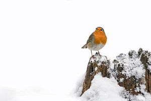 Rotkehlchen im Schnee auf einem Baumstamm.
