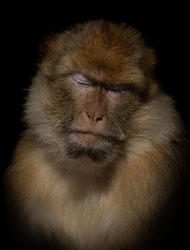 Singe berbère yeux fermés sur Foto Studio Labie