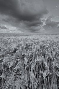 Un paysage grandiose avec de beaux nuages au-dessus des champs de céréales dans le Hogeland de Groni sur Bas Meelker