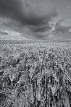A grand landscape with beautiful clouds above the fields with grain in the Hogeland of Groningen by Bas Meelker