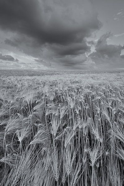 Een weids landschap met mooie wolkenluchten boven de akkers met graan in het Hogeland van Groningen van Bas Meelker