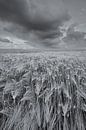 Eine großartige Landschaft mit schönen Wolken über den Feldern mit Getreide in der Hogeland von Gron von Bas Meelker Miniaturansicht