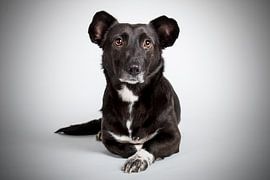 dog in the studio by Lotte van Alderen