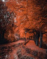 De gouden herfst