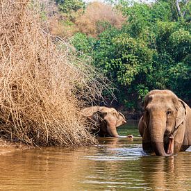 Thaise olifanten die vrij in de natuur lopen van Micle de Greef
