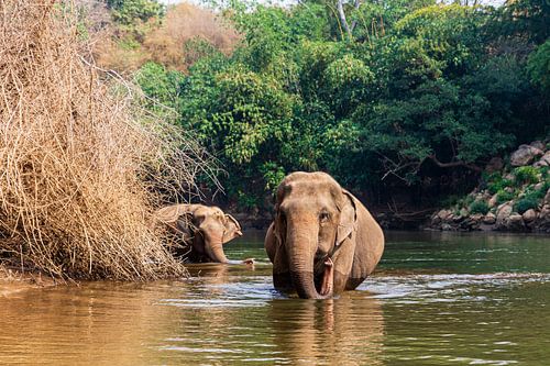 Thai elephants running free in nature