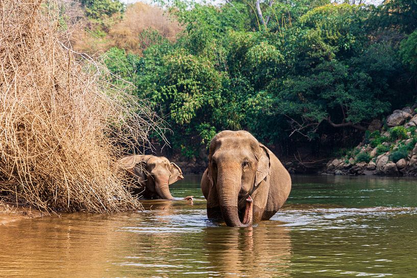 Thai elephants running free in nature by Micle de Greef