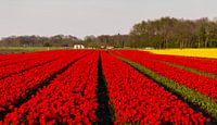 Tulpenvelden in Drenthe von Arline Photography Miniaturansicht