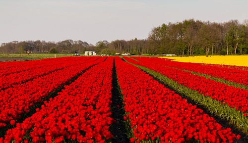 Tulpenvelden in Drenthe