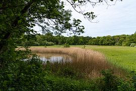 Nature reserve Voornes Duin by Ingrid Aanen