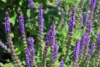 Queue de chat ( Sage )