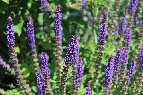 Queue de chat ( Sage )
