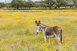 Wilde ezel in bloemen landschap!