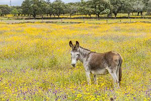 Wilder Esel in blumiger Landschaft!