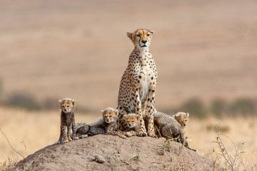 Cheetah w. Cubs van Peter Michel