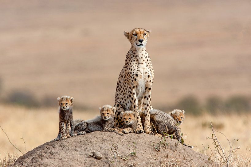 Cheetah w. babys by Peter Michel