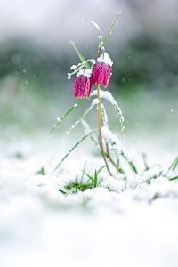 Die Schachblume bedeckt mit Schnee