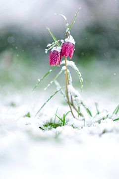 Die Schachblume bedeckt mit Schnee
