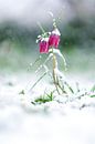 Kievitsbloemen bedekt met sneeuw van Sjoerd van der Wal Fotografie thumbnail
