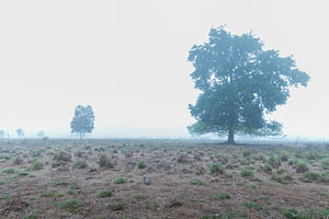 Bäume im Nebel