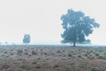 des arbres dans le brouillard