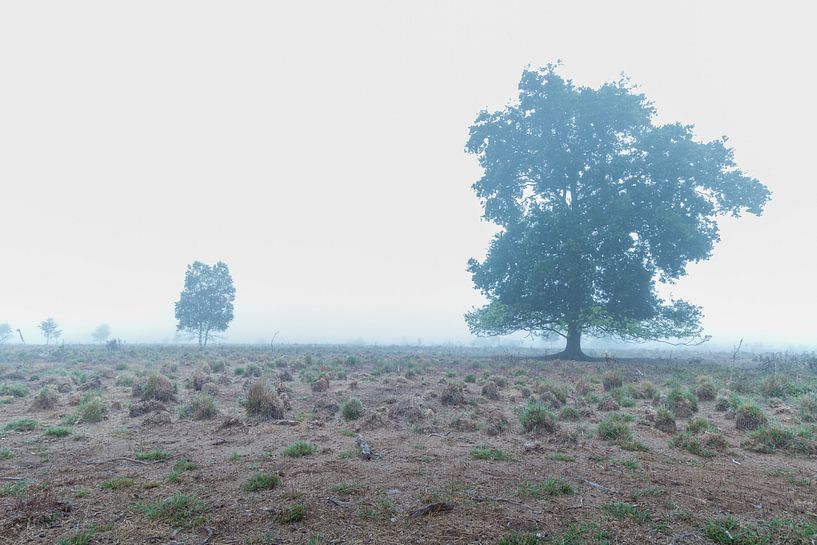 bomen in de mist van Johan Honders