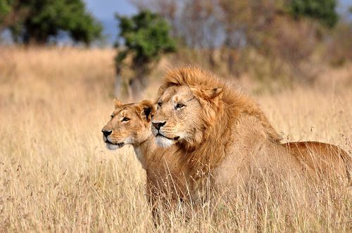 Two companions, lions in the Maasai Mara