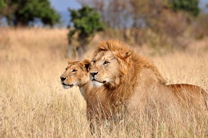 Zwei Gefährten, Löwen in der Maasai Mara von Catalina Morales Gonzalez