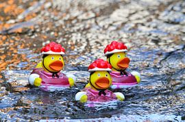 Black Forest Squeaking Ducks by Ingo Laue