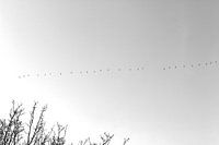Gänse fliegen weg