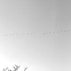 Geese flying off van Armand L'Ortije