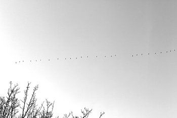 Geese flying off