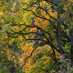 AUTUMN 05