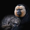 Twee apen op zwart achtergrond (witgezicht saki) van Jolanda Aalbers