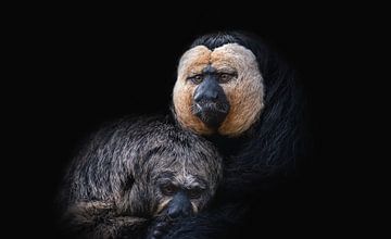 Two monkeys on black background (white-faced saki)