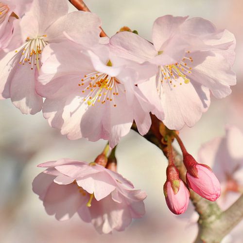 Japanse Kersenbloesem van Violetta Honkisz