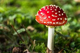 Paddenstoel von Davy Reitsma