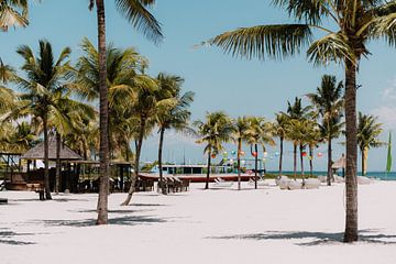 Tropical Paradise: Palm trees on a White Sandy Beach under Bright Blue Sky by Troy Wegman