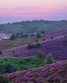 Glooiende heide bij de Posbank