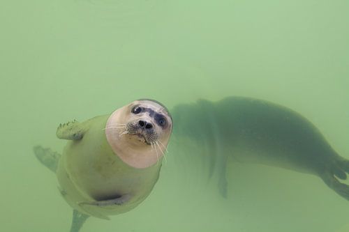 baby-zeehondjes