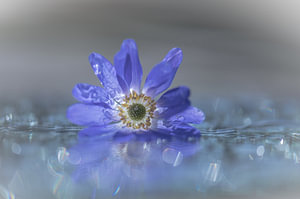 Blumen Teil 99