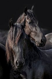Chevaux frisons, chevaux frisons