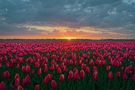 Tulpenfeld, Midwoud (Gemeinde Medemblik)